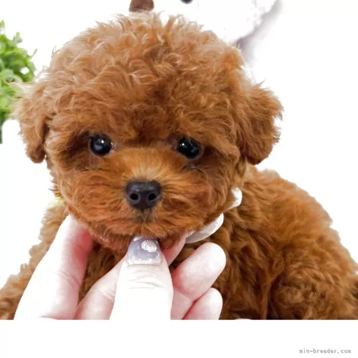 犬子ページ ペットパラダイス くまちゃん 遠赤外線 ボア カート用クッション