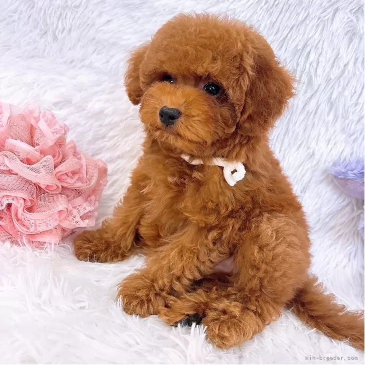 五十鈴P-HOUSE | トイプードル・マルチーズ・チワワ・マルプーの